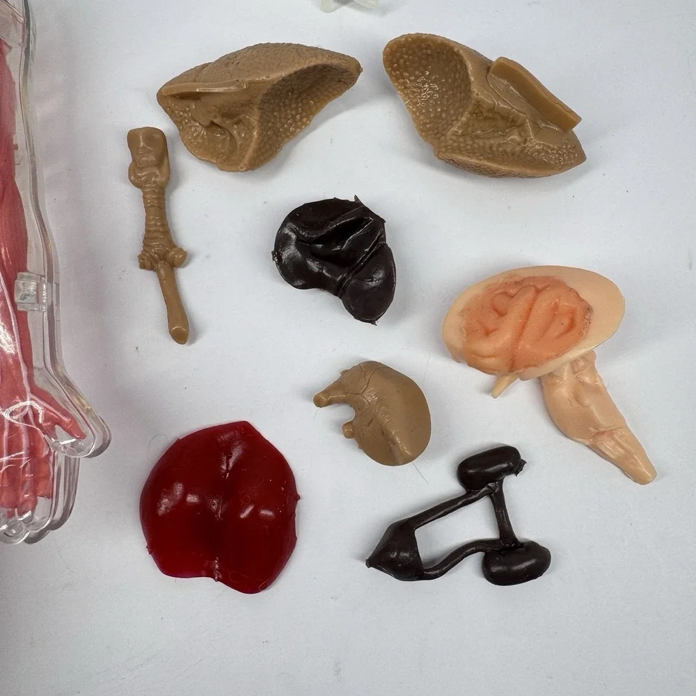 Human Anatomy Model‎ Figure Removable Organs Educational Toy Parts Incomplete